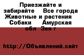 Приезжайте и забирайте. - Все города Животные и растения » Собаки   . Амурская обл.,Зея г.